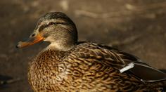 Ptačí chřipka se dál šíří. Veterináři musí utratit 40 tisíc kachen