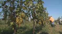 Některé bobule mají velikost hrášku, popisuje dopady sucha na vinicích Eller