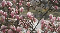 Dechberoucí podívaná. Největší japonská zahrada v Evropě vítá první návštěvníky