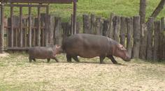 Náročný transport hrochů. Zoo ve Dvoře Králové připravila nový výběh