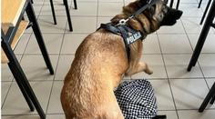 Policie vzala na besedu do školy služebního psa. Vyčuchal tam drogy