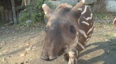 Malý tapír Carlos je novým přírůstkem jihlavské ZOO