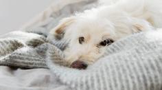 Tajemství psí náklonnosti. Veterinář vysvětlil, jak poznat, že vás má pes rád