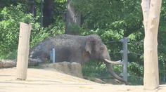 Chovatelku z pražské zoo zranila slonice. Záchranáři ženu převezli do nemocnice
