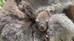 V australské zoo se po 8 letech narodilo mládě koaly