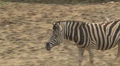VIDEO: Samec zebry se proháněl po jihlavské zoo