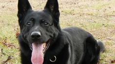 Americká policie v slzách! Zemřel psí hrdina, který pocházel z Česka