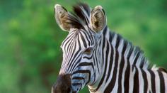 Proč má zebra pruhy? To by vás v životě nenapadlo!