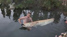 Táborníci z Otrokovic ulovili vzácného sumce. Vážil přes 60 kg a měřil 2 metry