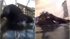 Světový unikát v pražské zoo! Slůně Rudi skáče šipku do bazénu