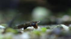 Malá, ale vzácná: V ostravské zoo slaví velký akvaristický úspěch