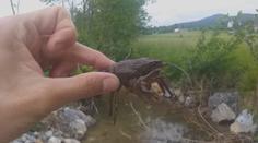 Záchranná akce vzácného raka: Vymírá kvůli račímu moru