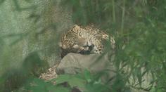 V ústecké zoo otevřeli pavilon šelem. Návštěvníci tam uvidí i nové přírůstky