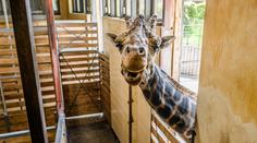Smutná zpráva z pražské zoo. Zemřel žirafí samec Johan