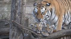 To je roztomilost! Zoologická zahrada Hluboká se pyšní novým přírůstkem