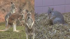 Jihlavská zoo má nové přírůstky, jsou jedni z nejvzácnějších na světě