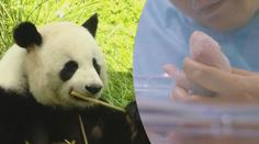 V berlínské zoo se narodila pandí mláďata! Lidé je ale zatím neuvidí