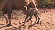 Překvapení v olomoucké zoo: Narodilo se tam mládě velblouda