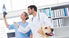 Veterináři varují: Tyhle dobroty můžou vaše mazlíčky i zabít!