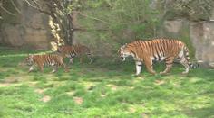Tygříci v pražské zoo poprvé vyběhli ven a uhranuli návštěvníky