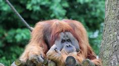 Sousedům utekl ze zoo orangutan: Ošetřovatelé ho zabili!