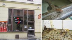 Švábi, omítka a mastnota. Bistro v Brně inspektoři hned uzavřeli