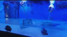 Tornádo na Hodonínsku poničilo také zoo, stěhovat se musela i samice žraloka