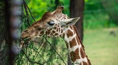 Velký smutek v brněnské zoo. Museli utratit nejstarší samici žirafy