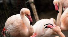 Brutální útok v jihlavské zoo! Malé děti ukamenovaly plameňáka