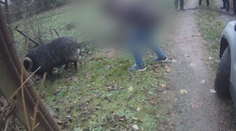 Berani v Brně utíkali z farmy i obory. Strážníci je třikrát odchytávali