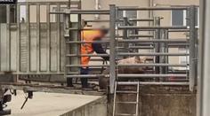 Mlácení a kopání. Veterináři i policisté prověřují týrání zvířat na jatkách