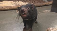 Pražská zoo má nové zvířecí přírůstky. Do expozice přibyli čtyři tasmánští čerti