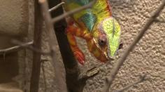 Proč chameleón mění barvy? Dokáže být téměř neviditelný i pestrobarevný