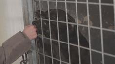 Alarmující zjištění veterinářů: Mají hlášeno stále víc případů týrání zvířat