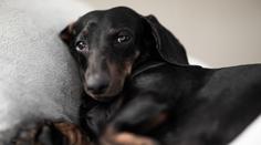 Neignorujte rýmu u svého mazlíčka. Může značit vetší problém, tvrdí veterinářka