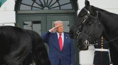 Trump salutoval kladrubákům. Koně v USA jeli v čele slavnostního průvodu