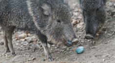 Velikonoční nadílka v pražské zoo. Zvířata si dopřála barevná vajíčka