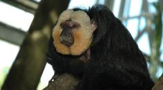 Zlínská zoo žádá o pomoc. Někdo tam nakrmil opice čokoládou