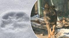 Vlků přibývá. Nově jsou u Českého Krumlova i v Krušných horách