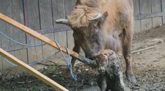 VIDEO: Boj o život v pražské zoo. Novorozený zubr zapadl do bahna