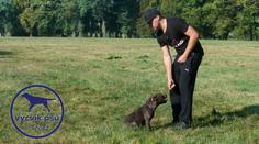 PSÍ SPECIÁL: Jak naučit psa poslouchat na povel SEDNI?