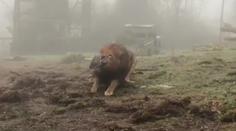 Zoo nabízí přetahování lanem s šelmami! Ochránci zvířat zuří