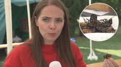 VIDEO: Smažené cvrčky nebo šváby! Nejen tyto pochoutky servírovali v Troji