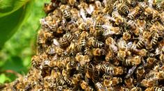 Zákaz pesticidů, které zabíjí včely! Česko v EU hlasovalo proti
