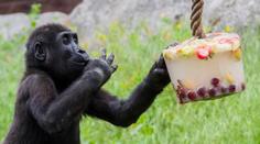 Pražskou zoo čeká velká změna. Ředitel popsal, jak bude vypadat nový pavilon