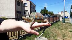 To tu ještě nebylo! Hasiči zachraňovali chameleona z elektrických drátů