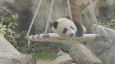 Hongkong zachvátila pandí horečka. Na nová mláďata se před zoo stály fronty