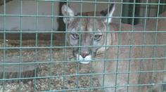 Dívku ve Faunaparku na Jesenicku zranila puma! Policie obvinila tři lidi