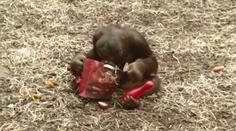 Orangutaní rodinka rozbaluje dárky! Podívejte se