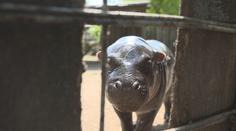 Malinká hrošice okouzlila lidi v jihlavské zoo. 70kilového drobka si maminka hlídá